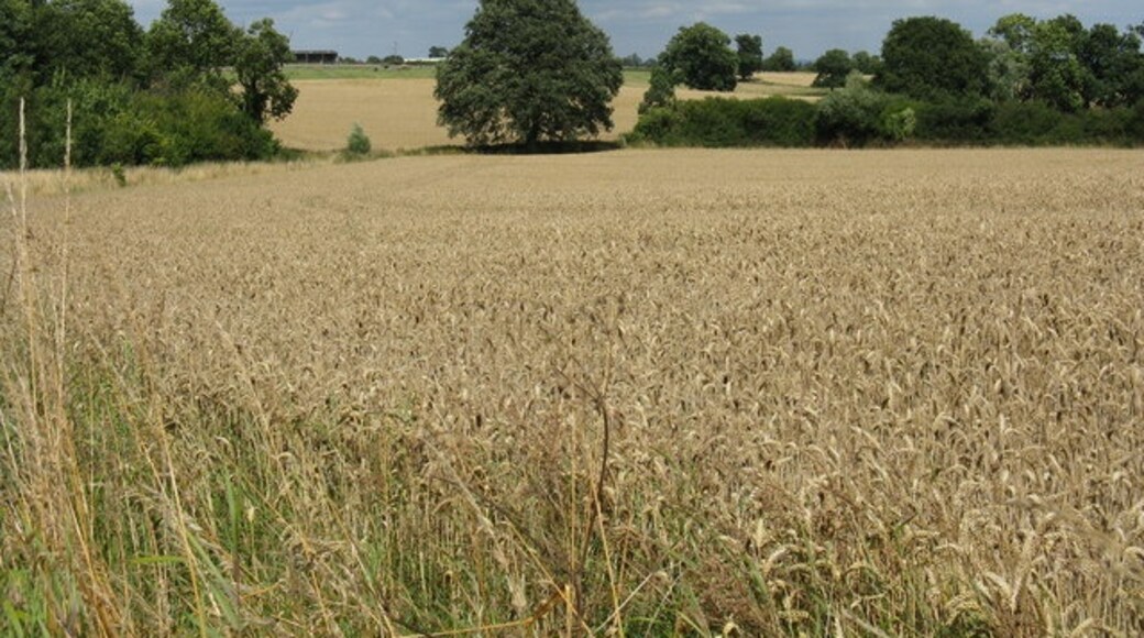 Foto “Rushwick” tomada por Whatlep (CC BY-SA); recorte de la original