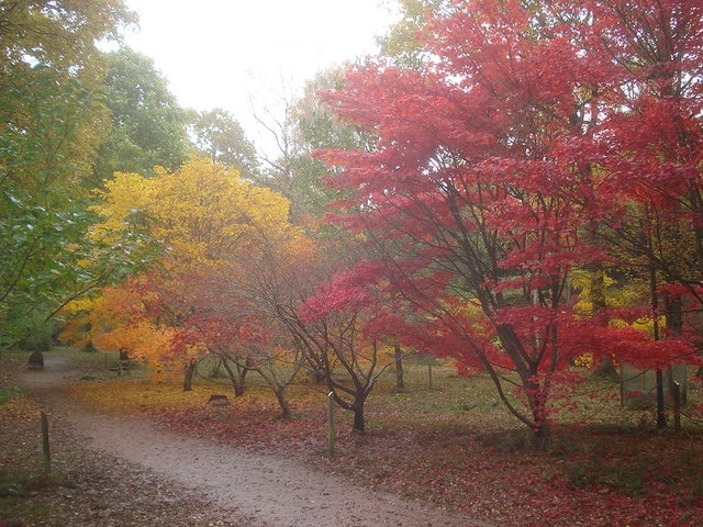 The Autumn Garden - 2 This path cuts across the Autumn Garden, where Maples predominate.