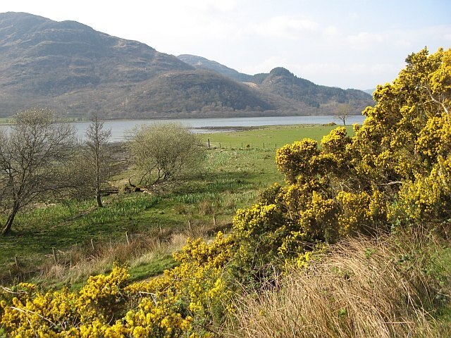 Lochside pastures, Ardachuple View from a layby above the farm access road. Iris growing on the damp areas, and the spring blossoming of the whins is in progress.