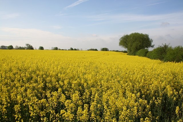 Hawton farmland Oil seed rape near Hawton