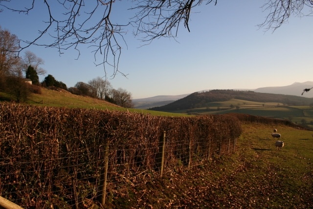 Towards Coed Fenni-fach A panorama taken from 'The Green Lane' towards the wooded summit of Coed Fenni-fach in the middle distance.