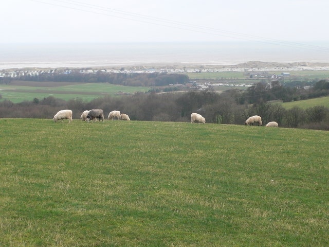 Grazing sheep near Gronant If they stopped and looked up, they would see the view towards the north Wales coast, with Gronant dunes in the distance.