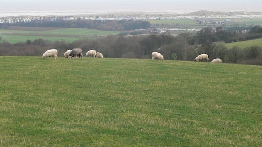 Photo "Gwespyr" by Eirian Evans (CC BY-SA) / Cropped from original