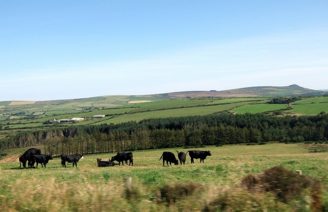 Upper reaches of the Pontfaen valley This view, taken (I admit it!) from the vantage point of the little weekly bus that travels this sparsely populated route, shows, behind the frisky Welsh Black cattle, the remains of the conifer plantation on Waun Welew (pale moor). The Pontfaen brook rises slightly to the east of here and makes its way through the trees towards its confluence with the Afon Gwaun further west. The peak seen on the right is Cerrig Lladron.