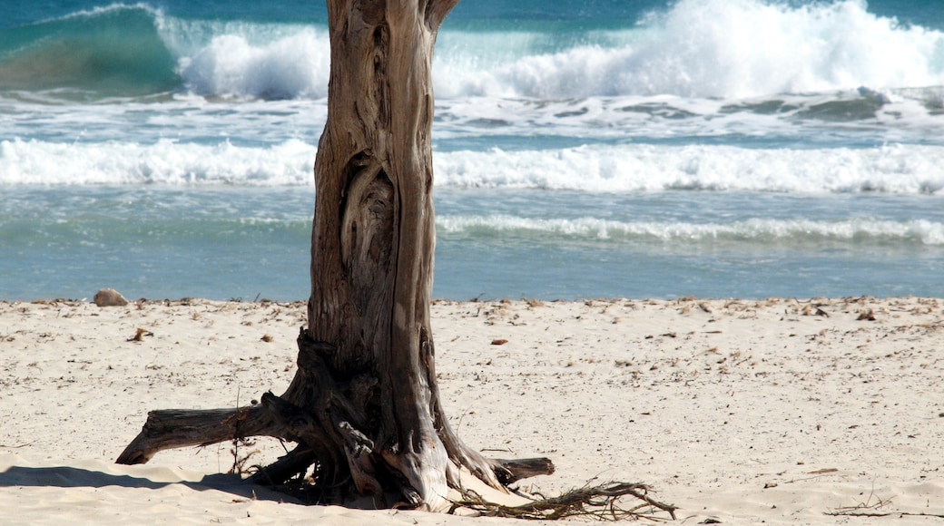 Foto "Playa de Sa Coma" di Anka D. (CC BY) / Ritaglio dell’originale