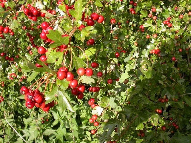 Haws. The fruit of the hawthorn on a bridleway near Chapel Brampton.