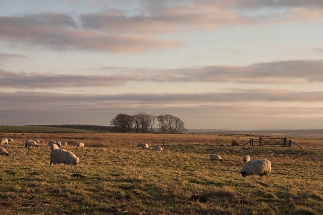 Sheep on rough grazing. Just off the A171, on the road to Lealholm.