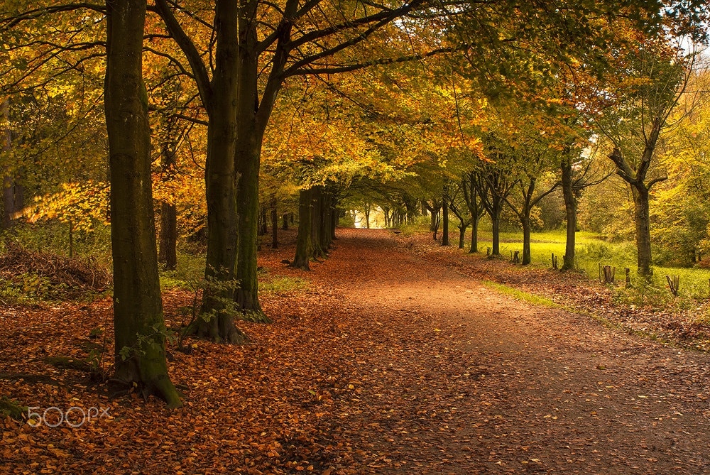 500px provided description: Otley Chevin Forest Park, UK. james-dolan.co.uk [#Fall ,#Forest ,#Trees ,#Wood ,#Park ,#Autumn ,#Leaves ,#Orange ,#Path ,#Otley ,#Chevin]