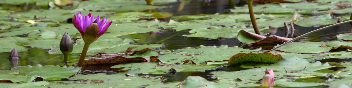Photo "You can enjoy Water Lily here in Taiwan, even in January." by Takashi Hososhima (Creative Commons Attribution-Share Alike 2.0) / Cropped from original