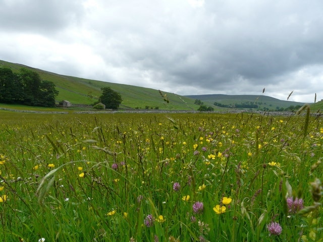 Hay meadow Looking across beautiful hay meadow, near Litton, towards Spittle Croft in middle distance.