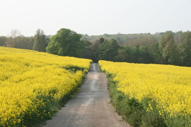 Track from Pear Tree Toll to Challock Church