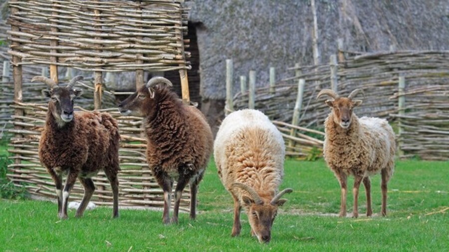 Photo "Soay sheep of several wool colors at the Cranborne Ancient Technology Centre" by Simon Barnes (Creative Commons Attribution-Share Alike 2.0) / Cropped from original
