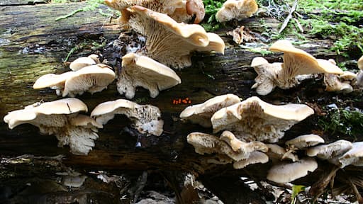 Photo "Marcoussis" by Strobilomyces (CC BY-SA) / Cropped from original
