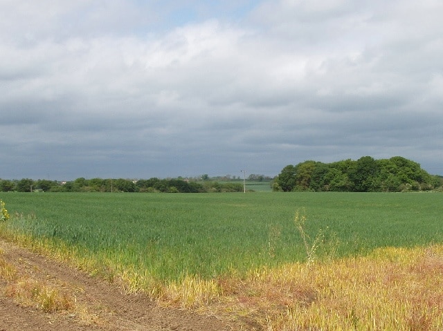 Wheat field, by Hanover Farm View from public footpath at its junction to the main A413 road. The footpath was through stubble, the wheat was west of the footpath.