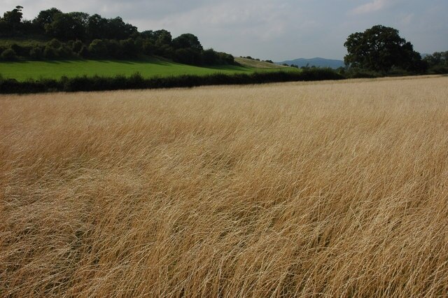 Ảnh "Pendock" của Philip Halling (CC BY-SA) / Cắt từ ảnh gốc