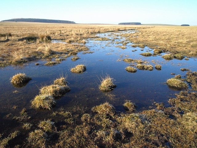 Crowdy Marsh This pool is at the northern edge of the marsh, which extends eastwards right across Davidstow Moor, and across the square, from Crowdy Reservoir. The reservoir itself is hidden on this side of the plantations. A lapwing was flying and calling here.