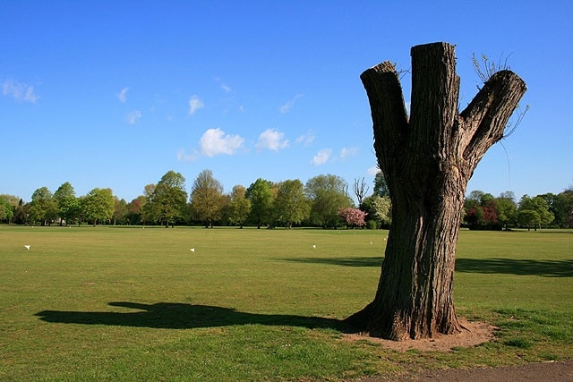 Wounded Survivor. When the avenue of poplars into West Park from the leisure centre was removed last year this was the only one left standing. We are yet to discover if it will recover. (for the answer 1366206) Meanwhile the avenue has been replanted with (mainly) beech, so given time an even more pleasing avenue will be in place.