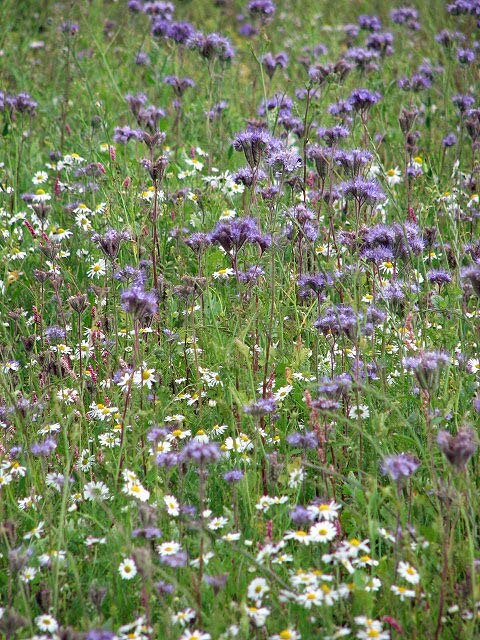 Kuva ”Ashill” käyttäjältä Evelyn Simak (CC BY-SA) / rajattu alkuperäisestä kuvasta