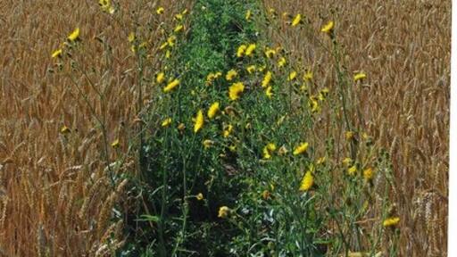 Foto „Berden“ von Glyn Baker (CC BY-SA)/zugeschnittenes Original