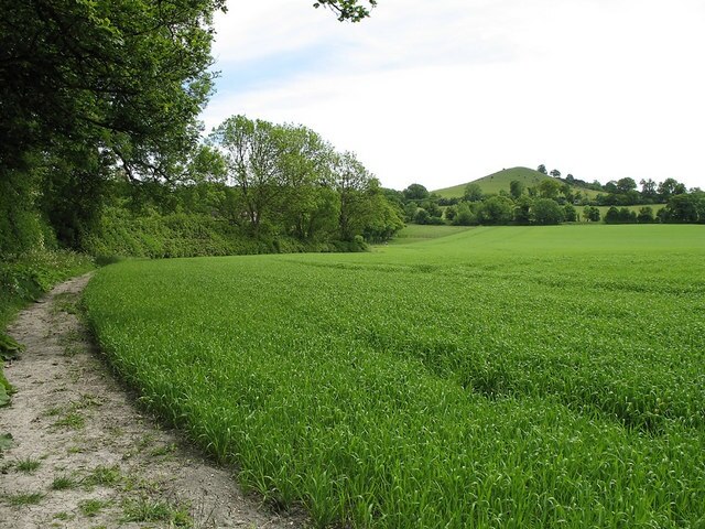 Footpath and Beacon Hill. Footpath following the line of The Springs, in the vicinity of Bushey Leys. An unidentified crop is growing well in the field. The colour of the path is indicative of the local chalkland. In the distance can be seen Beacon Hill.