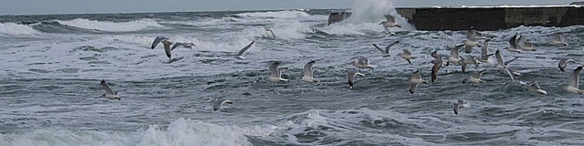 Photo "Common Gulls by Port Rae, at ease in a strongish northwesterly." by Des Colhoun (Creative Commons Attribution-Share Alike 2.0) / Cropped from original