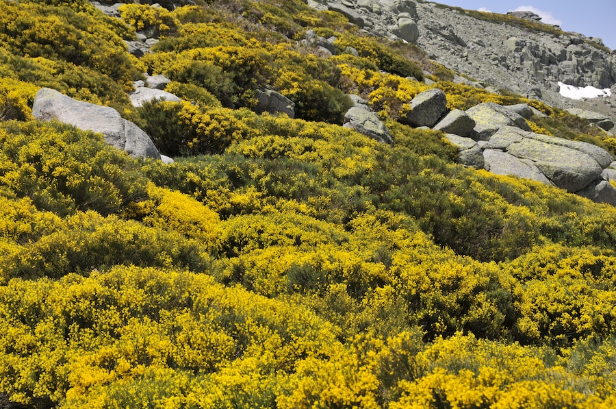 PIORNOS EN FLOR EN LA CUERDA DE CAMPANARIOS