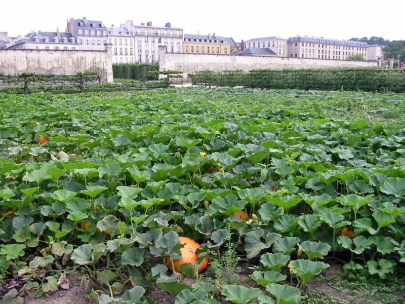 Le potager du roi à Versailles Source Photo JH Mora juillet 2004