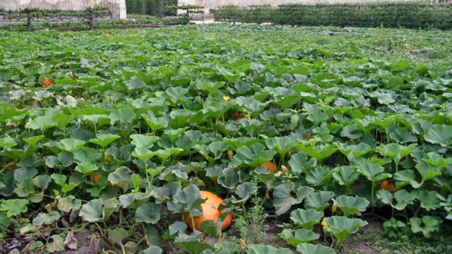 Photo "Le potager du roi à Versailles Source Photo JH Mora juillet 2004" by Yann (Creative Commons Attribution-Share Alike 3.0) / Cropped from original
