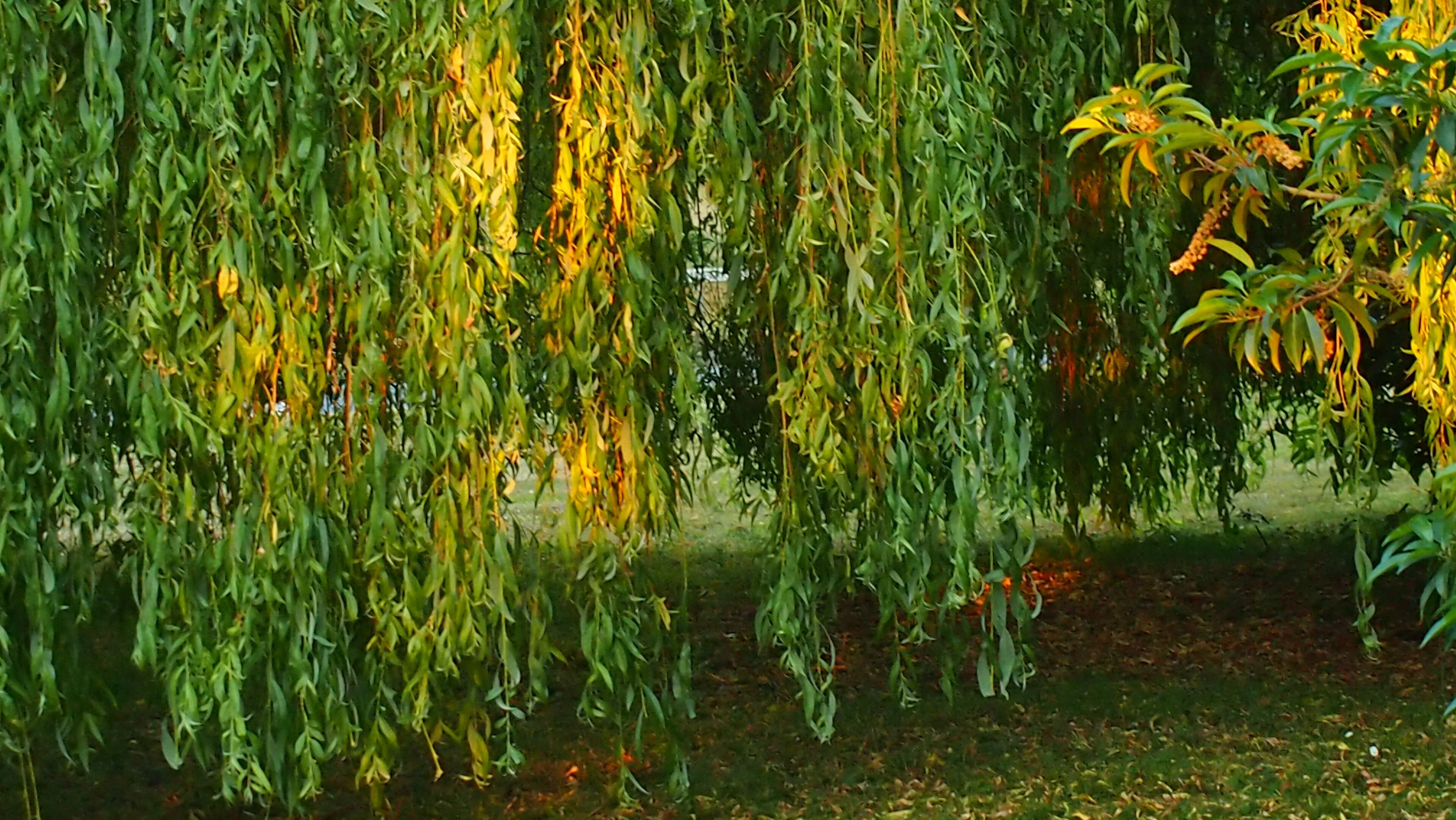 "Norton Juxta Kempsey"-foto av Kevin Woodcock (CC BY) / Urklipp från original