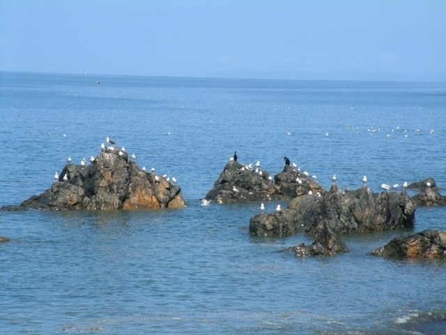 Birds on rocks near Lendalfoot