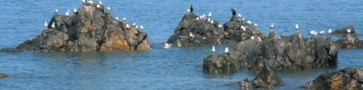 Photo "Birds on rocks near Lendalfoot" by Jeff Tomlinson (Creative Commons Attribution-Share Alike 2.0) / Cropped from original