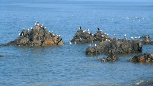 Kuva ”Lendalfoot” käyttäjältä Jeff Tomlinson (CC BY-SA) / rajattu alkuperäisestä kuvasta