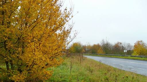 Foto “Salwarpe” tomada por Jonathan Billinger (CC BY-SA); recorte de la original