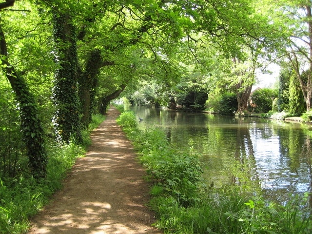 River Wey Navigation near Byfleet The shallowness of the sides of the canal here is demonstrated by the heron standing in the water on the left side.