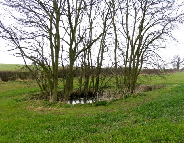 Pond and trees