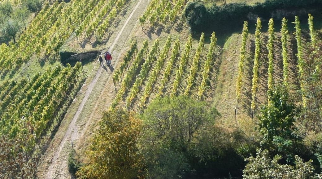 Immanuel Giel (CC BY) 的「葡萄酒之路上的瓦赫海姆」相片 / 由原圖裁切