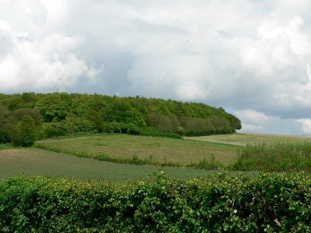 Little Wold Plantation, South Cave, East Riding of Yorkshire, England. The Yorkshire Wolds Way National Trail runs through Little Wold Plantation, which was bought by local residents and given to the Woodland Trust to save the land from being used for a quarry. On the right is the beginning of a commercial crop of Willow.