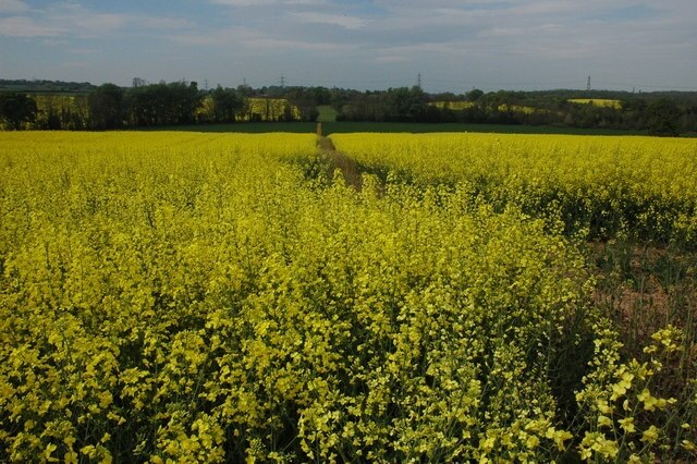 Billede "Taynton" af Philip Halling (CC BY-SA) / beskåret fra det originale billede