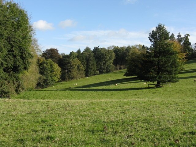 Sheep grazing on Brockhampton parkland