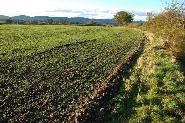 Photo "Longdon" by Philip Halling (CC BY-SA) / Cropped from original