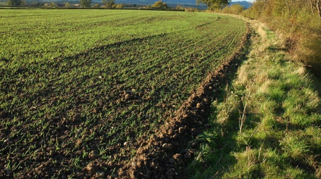 Photo "Longdon" by Philip Halling (CC BY-SA) / Cropped from original