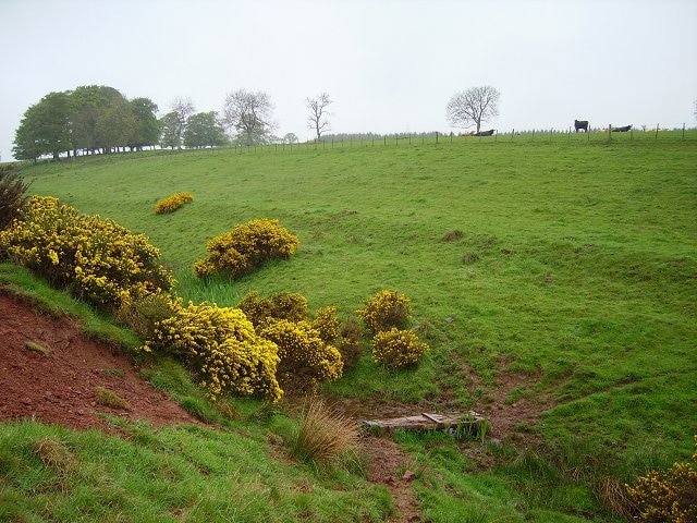 Clora Burn. Red sandstone shows in the colour of the mud. Cow pasture outside Oxton.