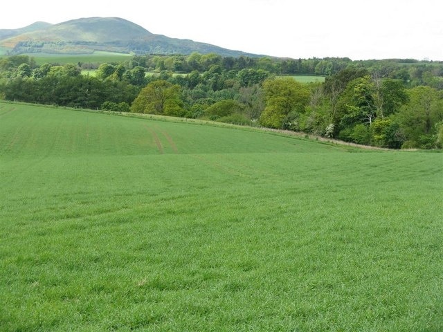 Barley field at Midfield The trees conceal the valley of the River North Esk, and the north eastern end of the Pentland Hills are in the distance.