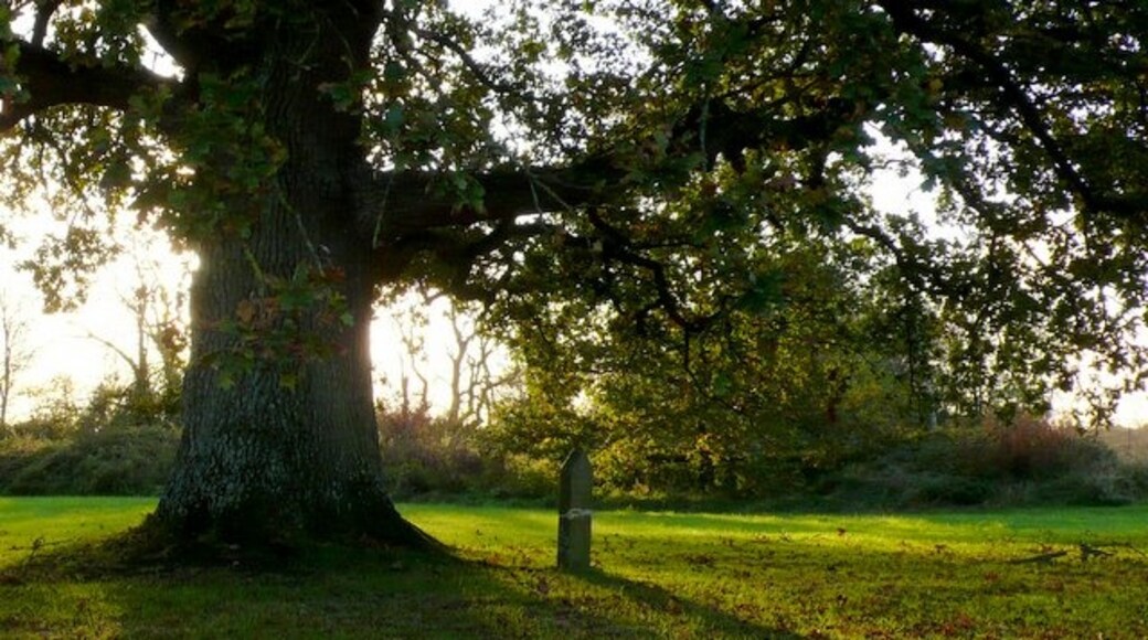 Foto "Lydlinch" por Nigel Mykura (CC BY-SA) / Recortada de la original