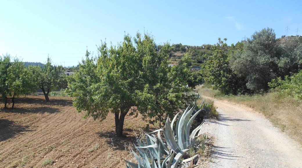 Foto „Bunyol“ von Qoan (CC BY-SA)/zugeschnittenes Original