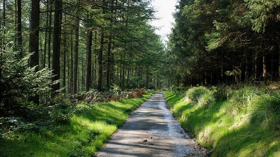 Photo "Road through the woods Passing through forestry on Yr Esgair." by Nigel Brown (Creative Commons Attribution-Share Alike 2.0) / Cropped from original