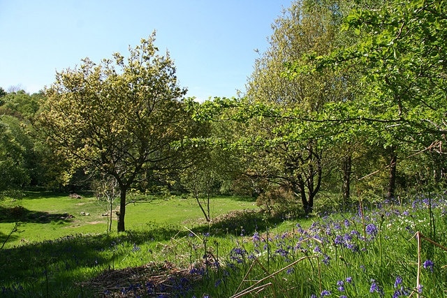 Park Wood, Ebchester Bluebells in a clearing in Park Wood.