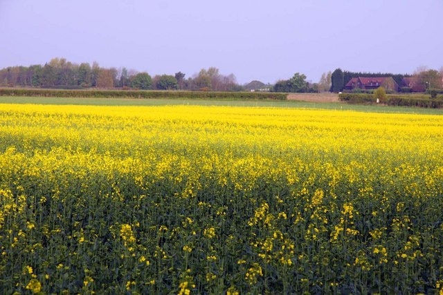 Field of rape by Sugworth Lane