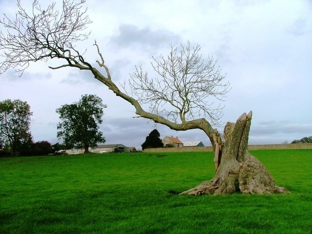 Field Near Middridge Grange