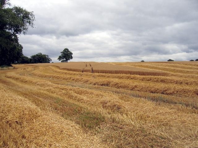 Harvesting in progress. In the field beside the lane to Whitehouse Farm.